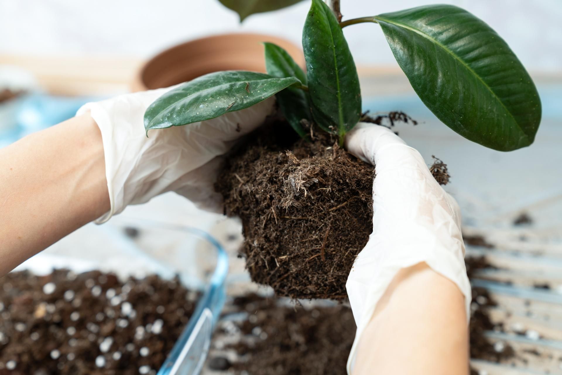 Flower care Collect outside your home and mix to prepare the best potting soil. You can't buy a better one even at Castorama. Soil for potted flowers