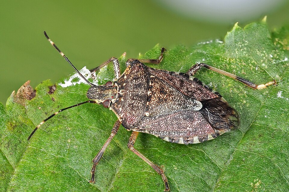 “Unbearable smell”: Spaniards 'desperate' with the plague of this insect that has also arrived in Portugal