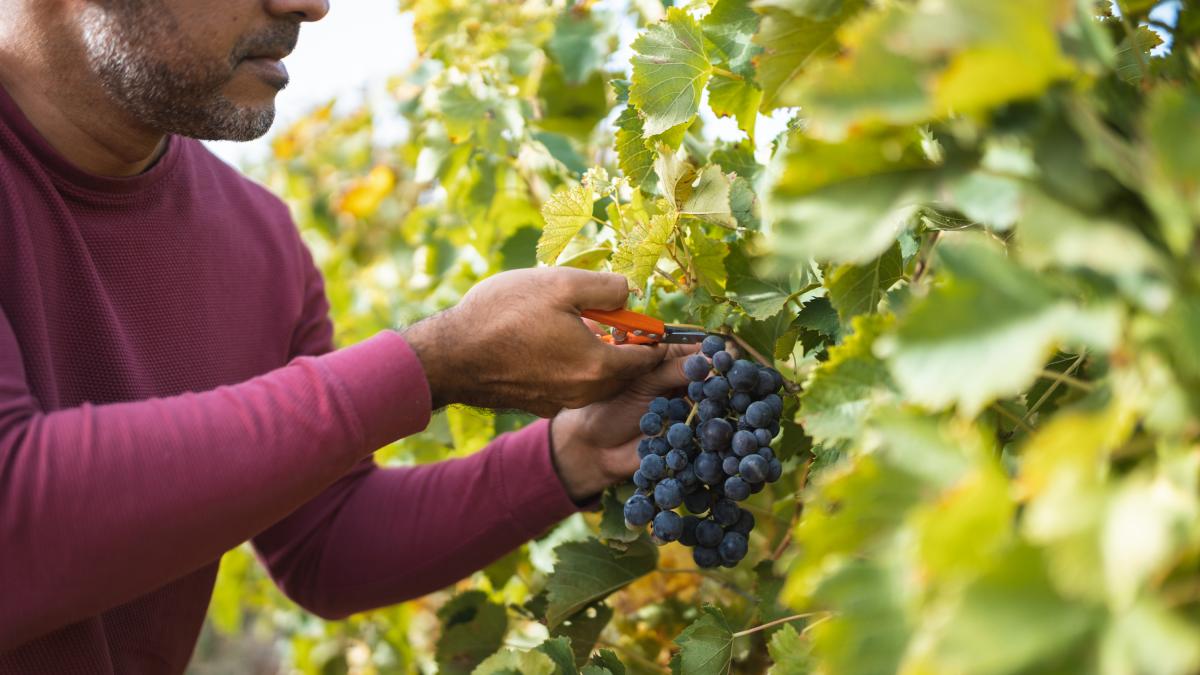 In Portugal it is harvested at night so that workers can enjoy the night freshness