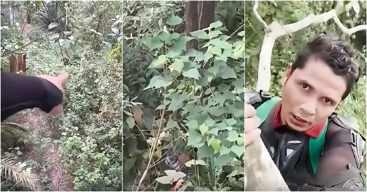 Influencer escapes tiger by taking refuge at the top of a tree for 4 hours