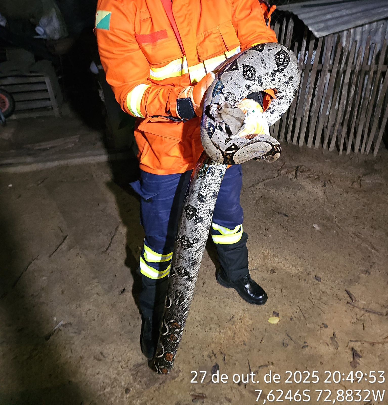 Firefighters capture boa constrictor in chicken coop and return animal to nature in Mâncio Lima