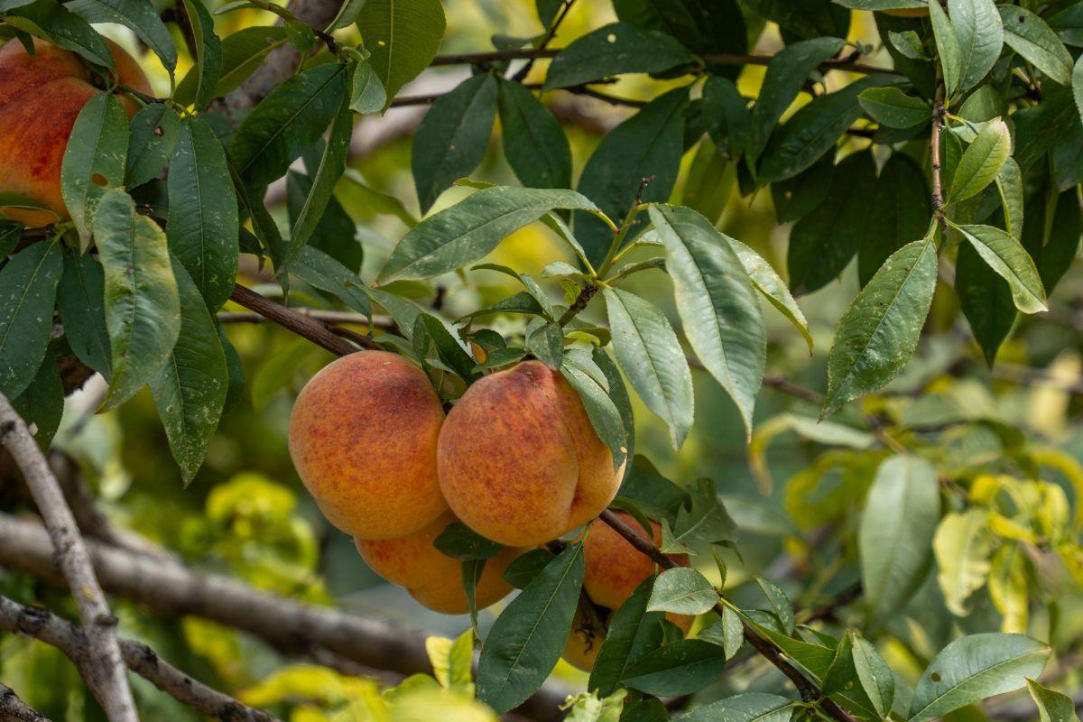 How to protect peach trees in winter: useful tips