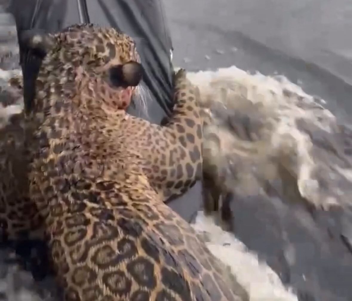 Jaguar is rescued exhausted and weakened after hours swimming