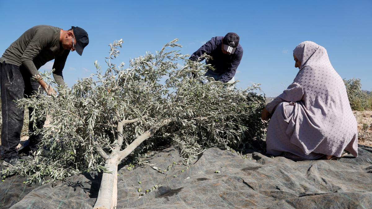 Harvest of blood: The UN denounces settler violence against West Bankers who pick olives
