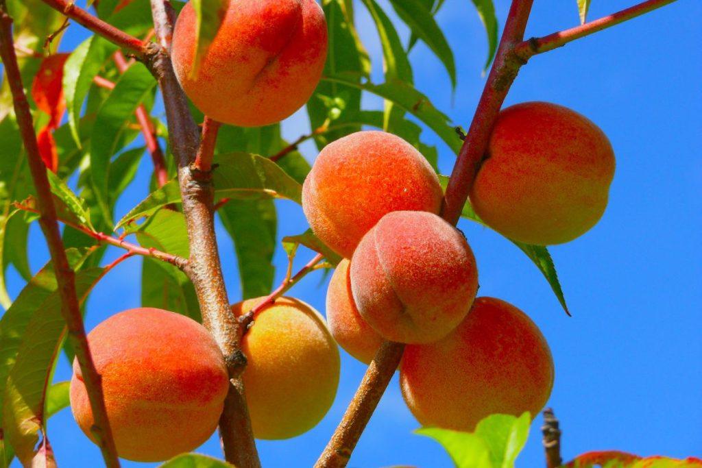 Protection of peach trees in winter from diseases and pests