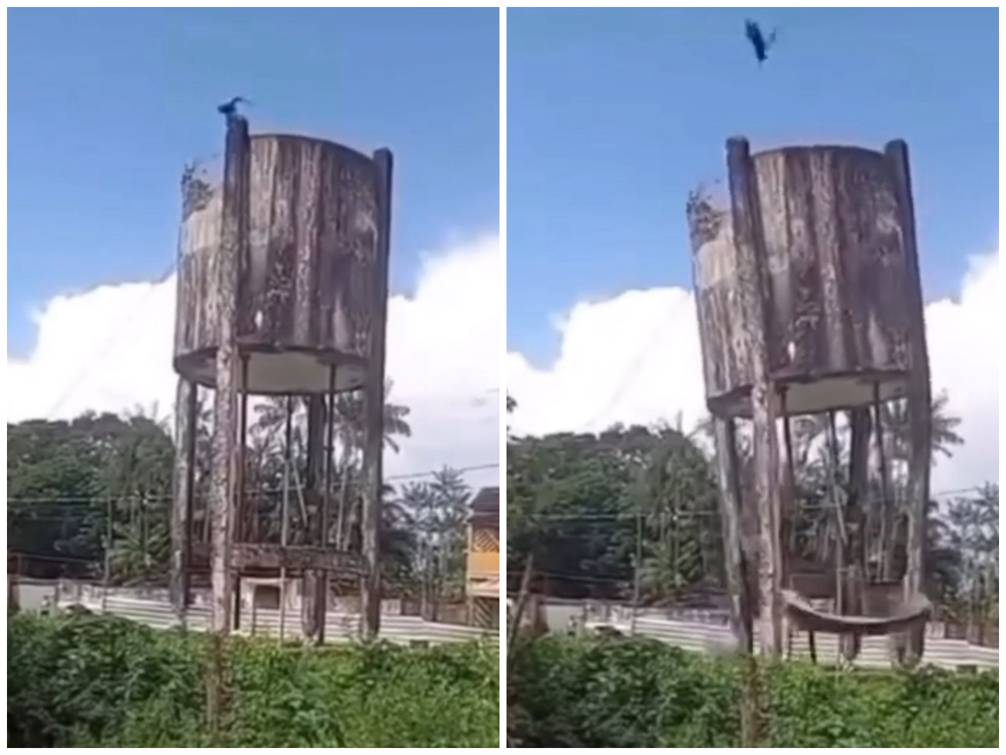 Urubu overthrows Old Water Box and Video Viralizes on social networks