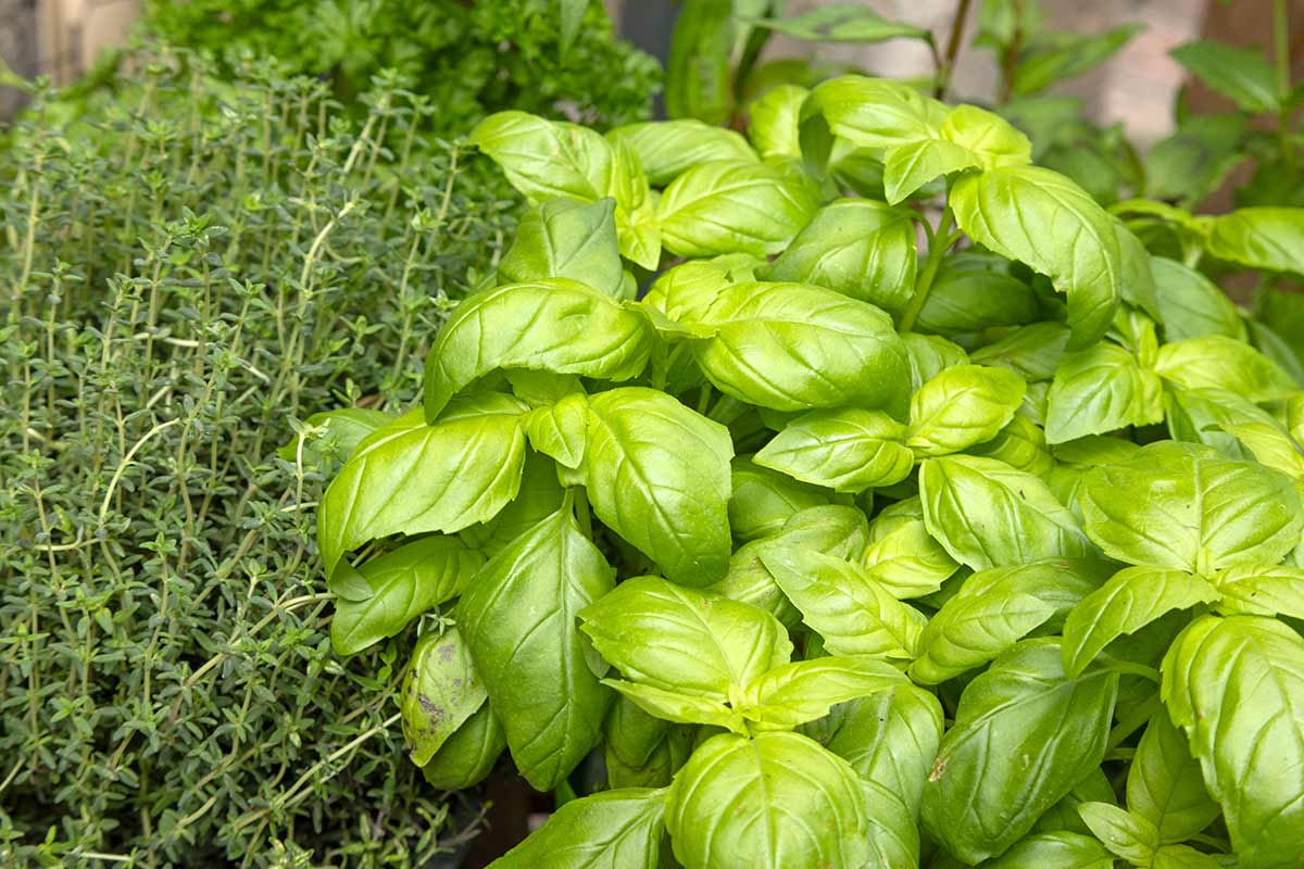 Aromatic plants guide to cultivation and care