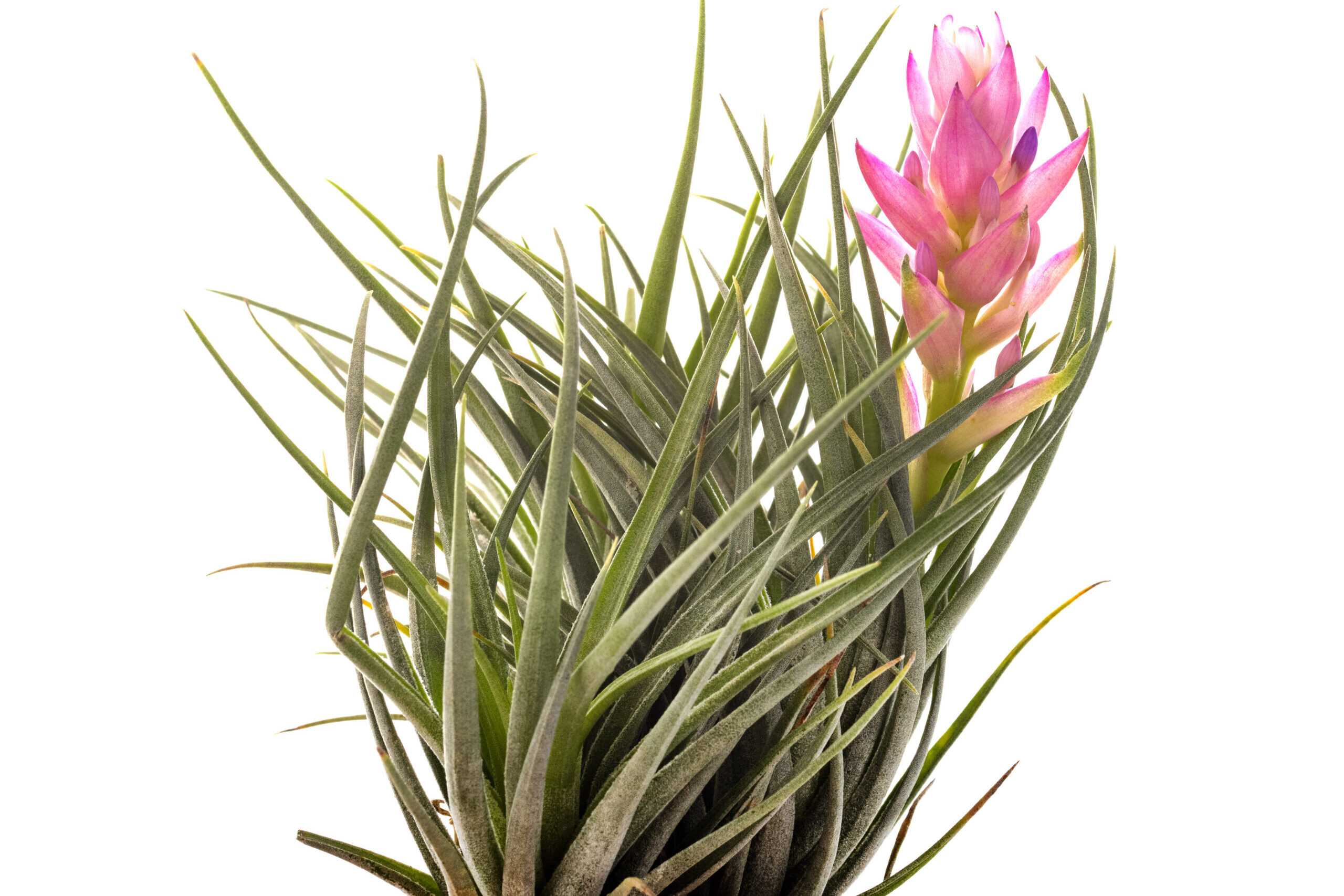 Get to know the plant that can be cultivated at home and does not need land