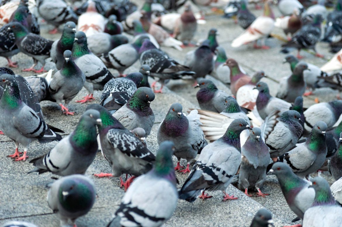 New National Pigeon Racecourse in Mira has capacity for 4,500 New National Pigeon Racecourse in Mira has capacity for 4,500 racing pigeons
