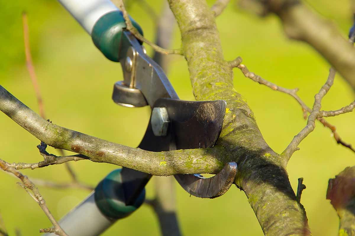 Winter pruning of fruit trees