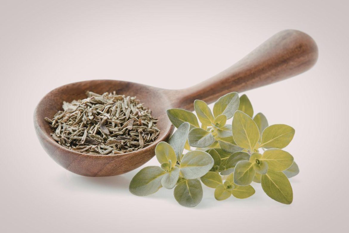 Benefits of oregano for the body: a natural antibacterial and Benefits of oregano for the body: a natural antibacterial and immunity-boosting spice