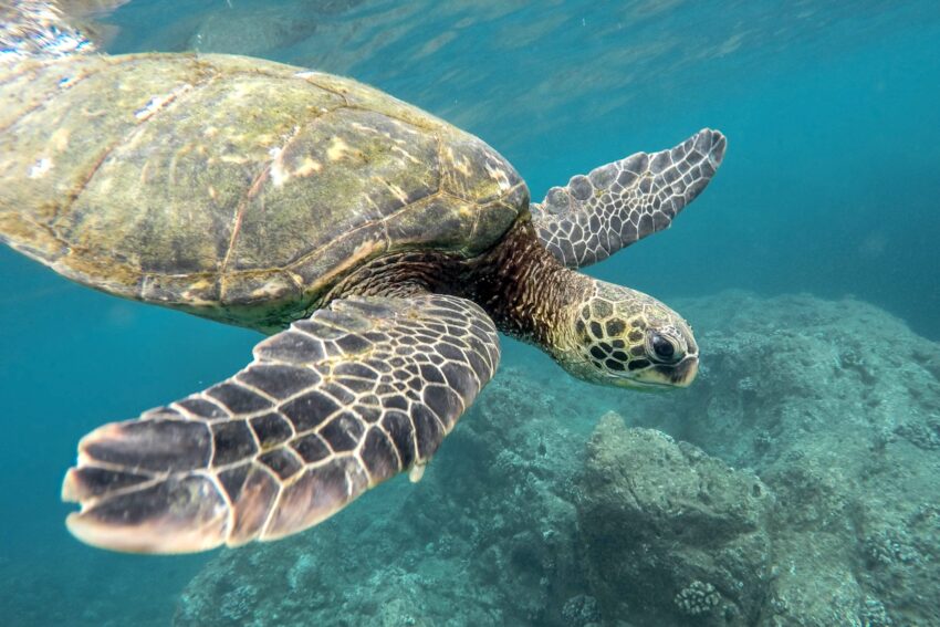 Children and adults invited to explore marine life at Forum Algarve with “Educar”