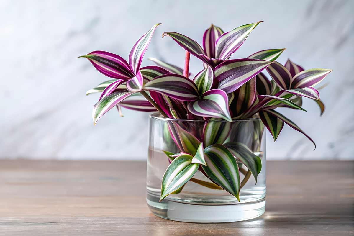 Tradescantia in a transparent vase