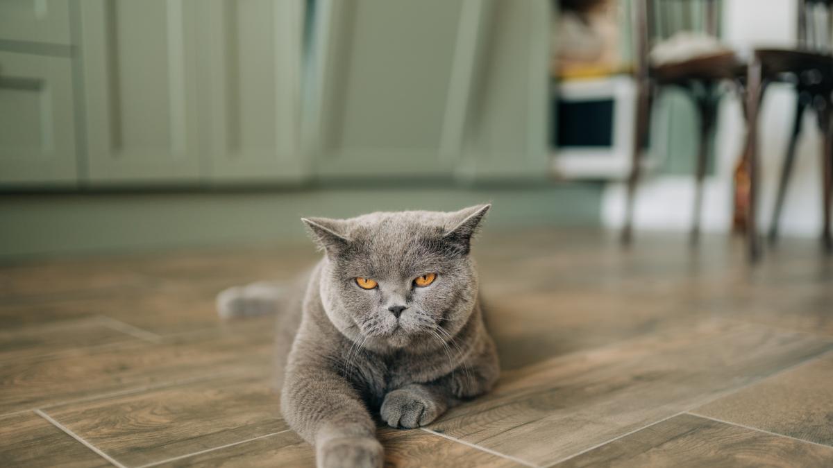 The cat urinates on the floor, the owner detects humidity and the owner of the kitten receives a large bill