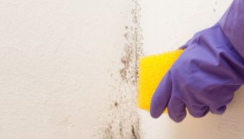 ​Buy at the pharmacy for PLN 2. Mold and fungus will easily disappear from the wall