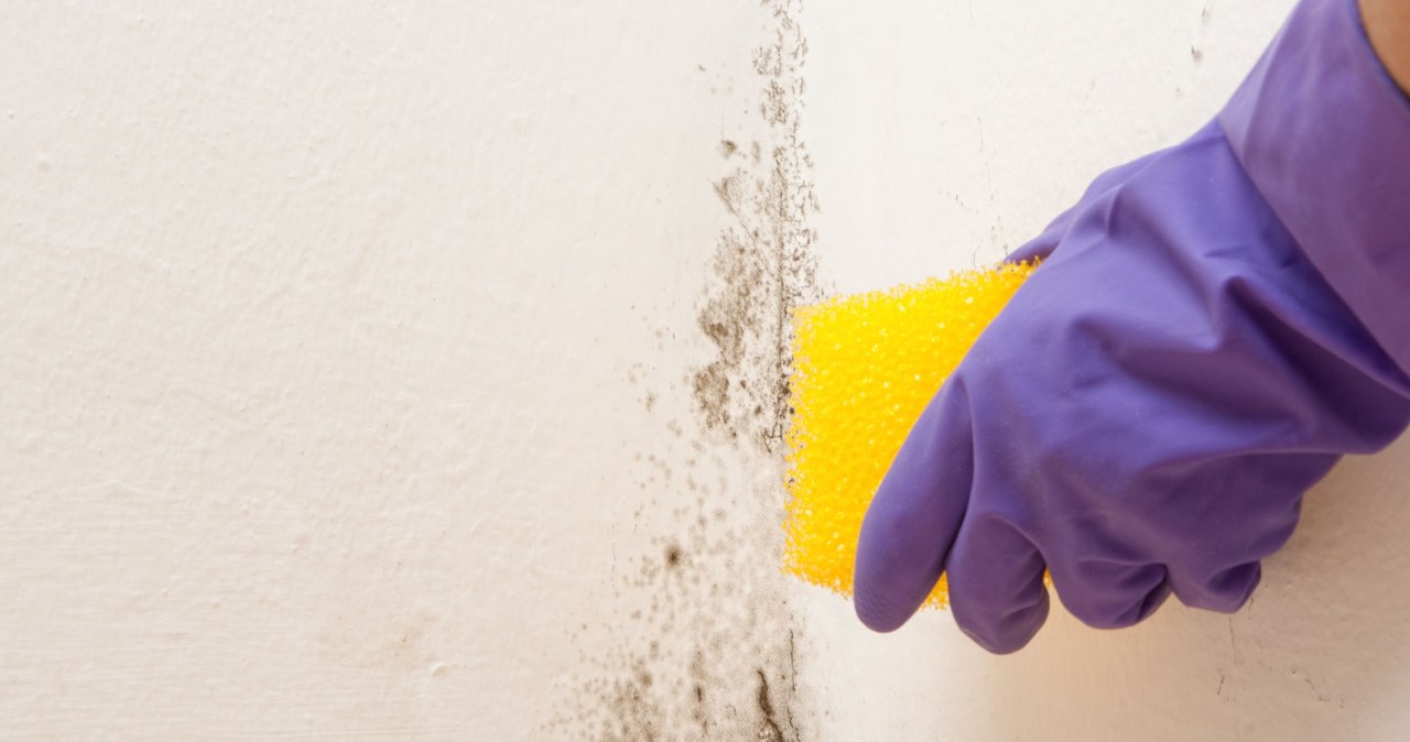 ​Buy at the pharmacy for PLN 2. Mold and fungus will easily disappear from the wall