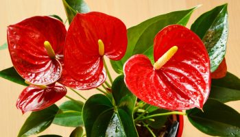 Treat yourself to a glass of anthurium. Soon you won't be able to count the flowers