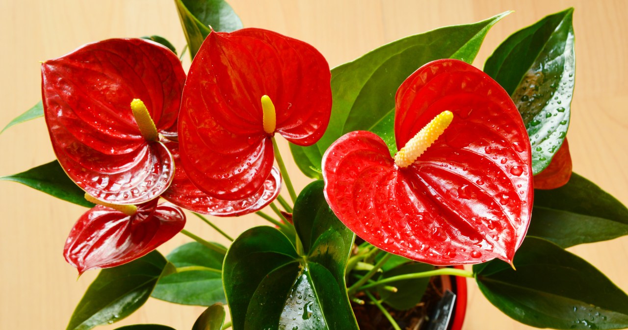 Treat yourself to a glass of anthurium. Soon you won't be able to count the flowers