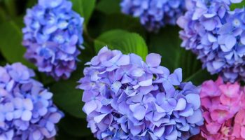 Do this with hydrangeas in November. Otherwise, threads will come out of flowering in spring