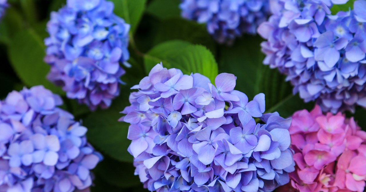 Do this with hydrangeas in November. Otherwise, threads will come out of flowering in spring