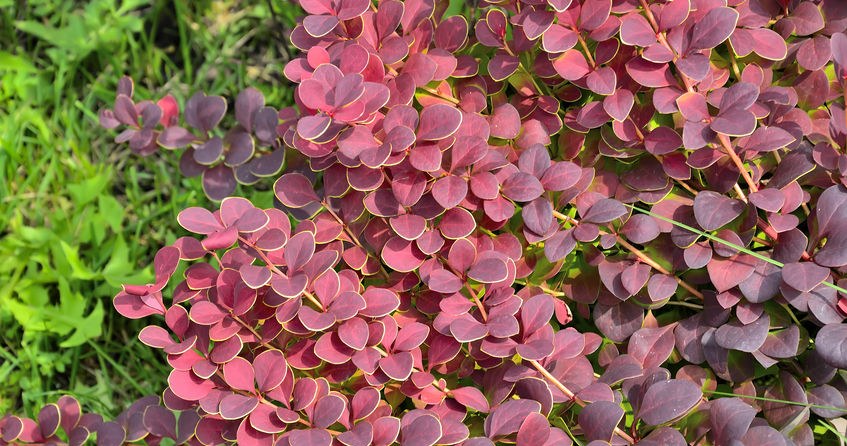 Barberries like sunny positions