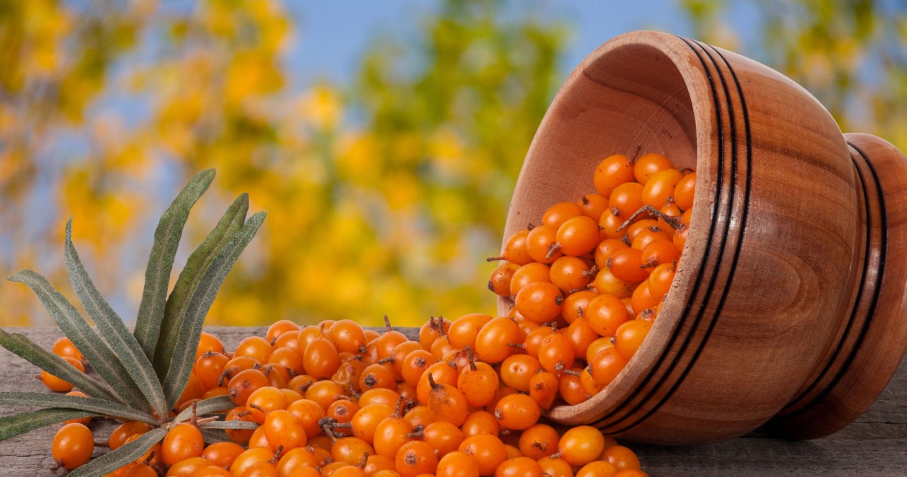 Sea buckthorn berries are very healthy /123RF/PICSEL