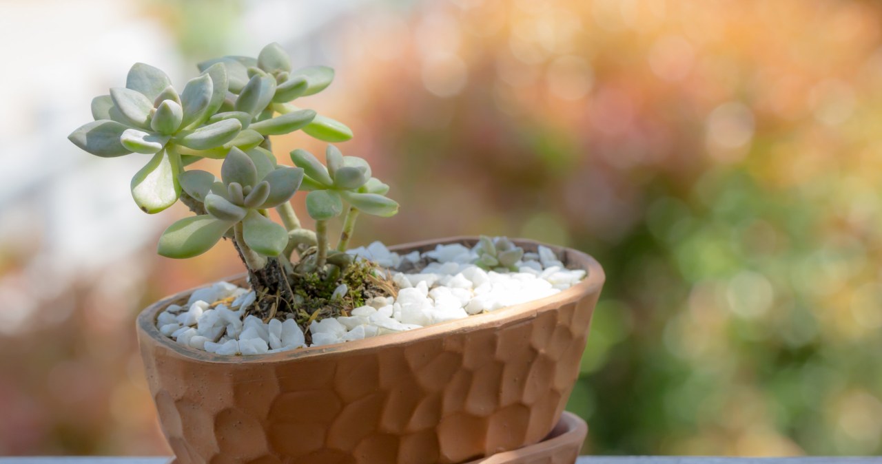 Sedum doesn't require much work and looks great indoors. /123RF/PICSEL