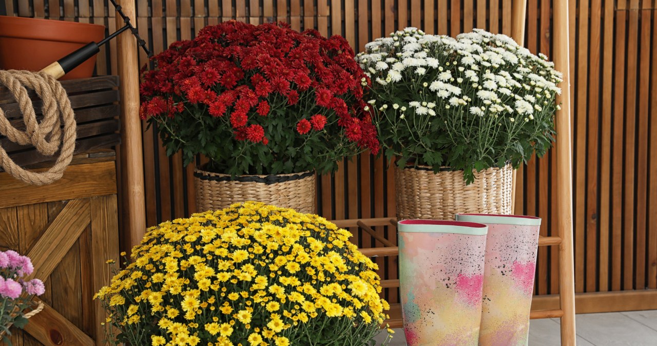 Chrysanthemums brought from the cemetery, if properly cared for, can decorate rooms, balconies and terraces /123RF/PICSEL