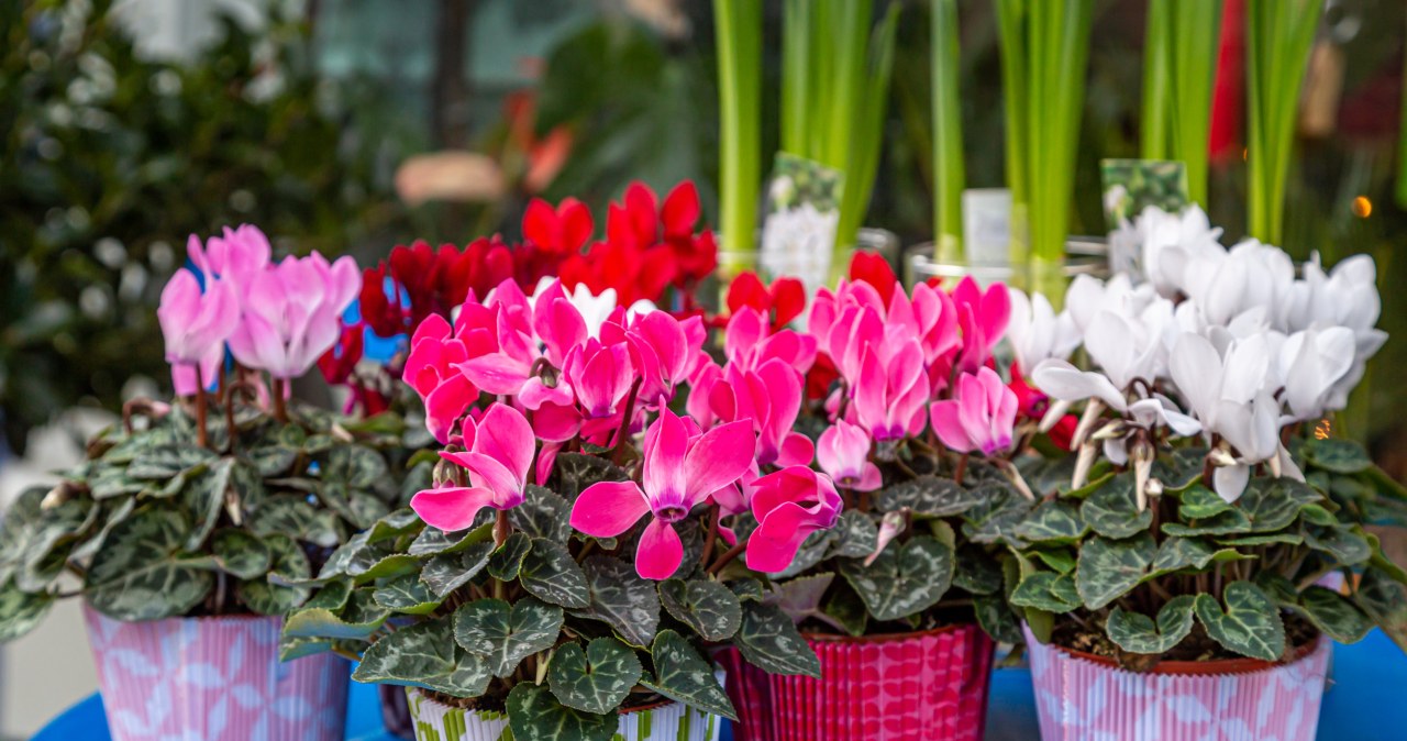 Cyclamen can be a beautiful Christmas decoration /123RF/PICSEL