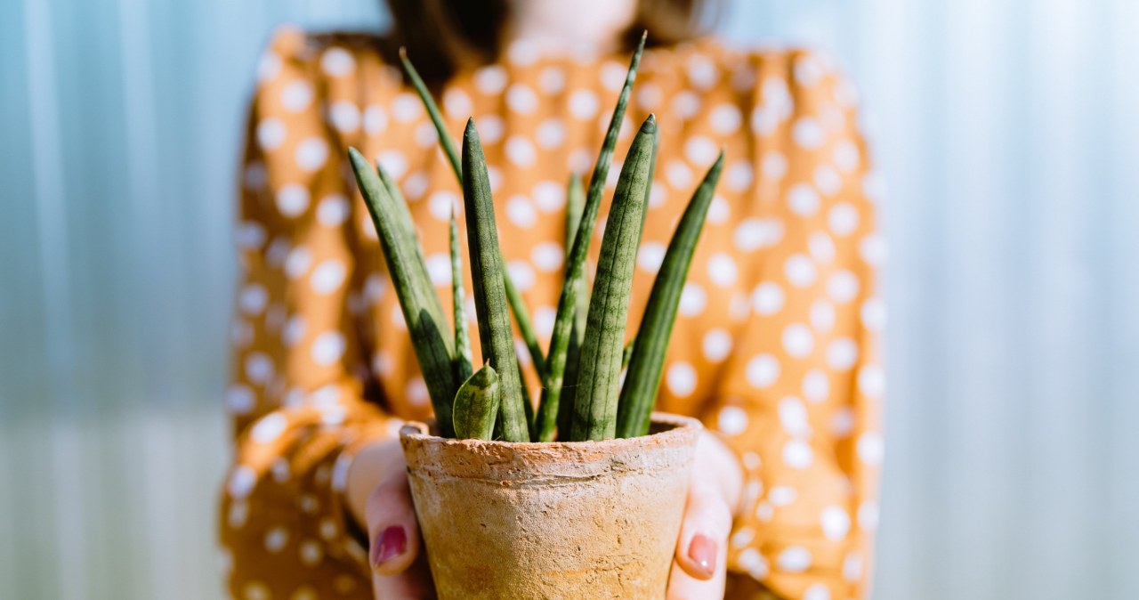 Proper care of sansevieria in autumn and winter is very important. /123RF/PICSEL