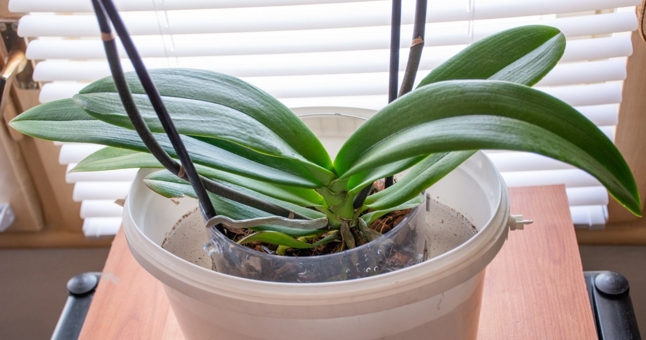 Granulated garlic can be combined with water and used for a "water bath" of orchids /123RF/PICSEL