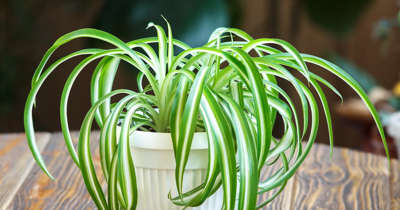 Sternberg herb purifies the air and absorbs moisture. You can quickly propagate several new plants from one pot /123RF/PICSEL