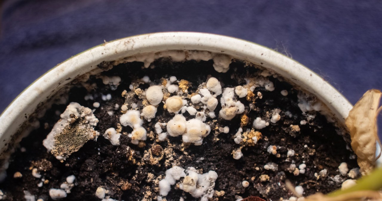 Mold in flower pots appears mainly in autumn and winter /123RF/PICSEL