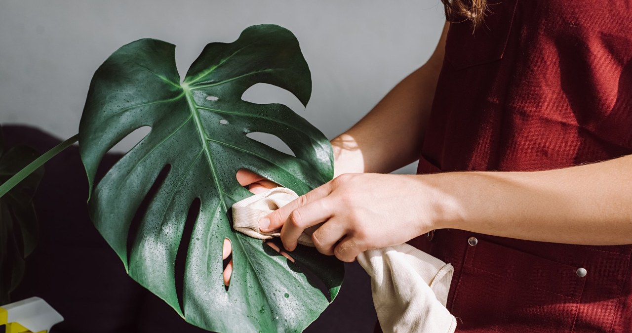 Proper monstera care is essential. In order for it to produce large leaves with characteristic holes, it must be provided with appropriate development conditions. /123RF/PICSEL