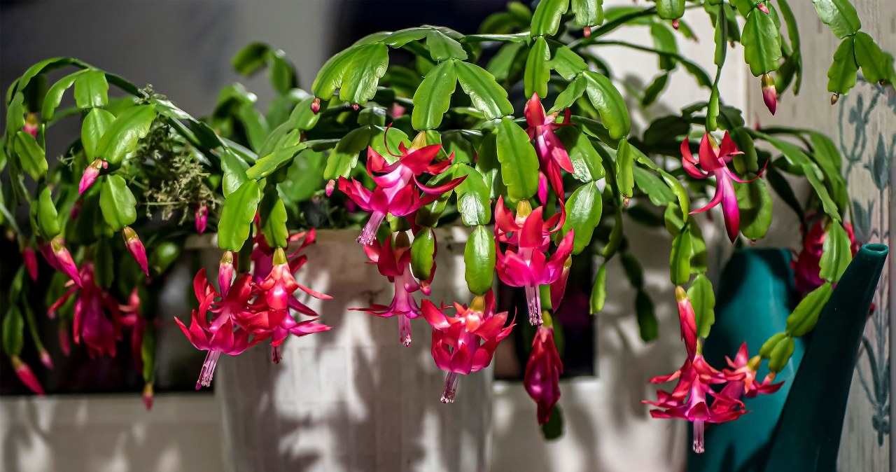 If properly cared for, the plant will reward you with beautiful flowering