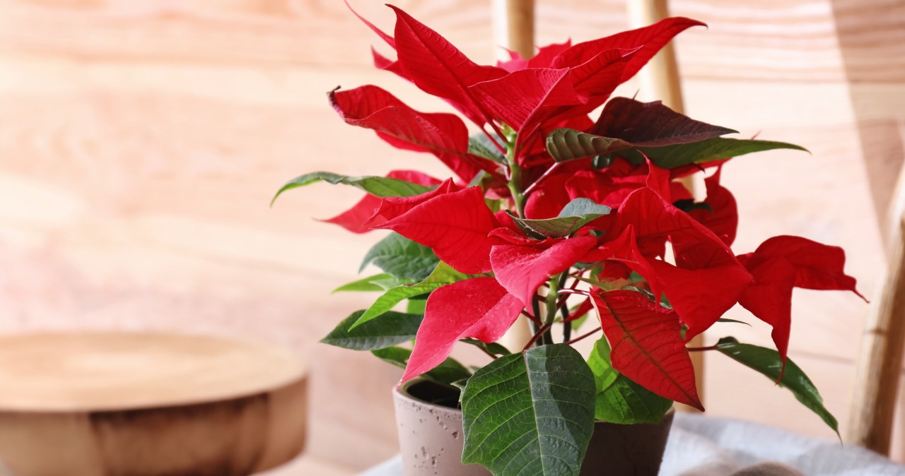 Poinsettia needs a period of darkness to bloom /123RF/PICSEL