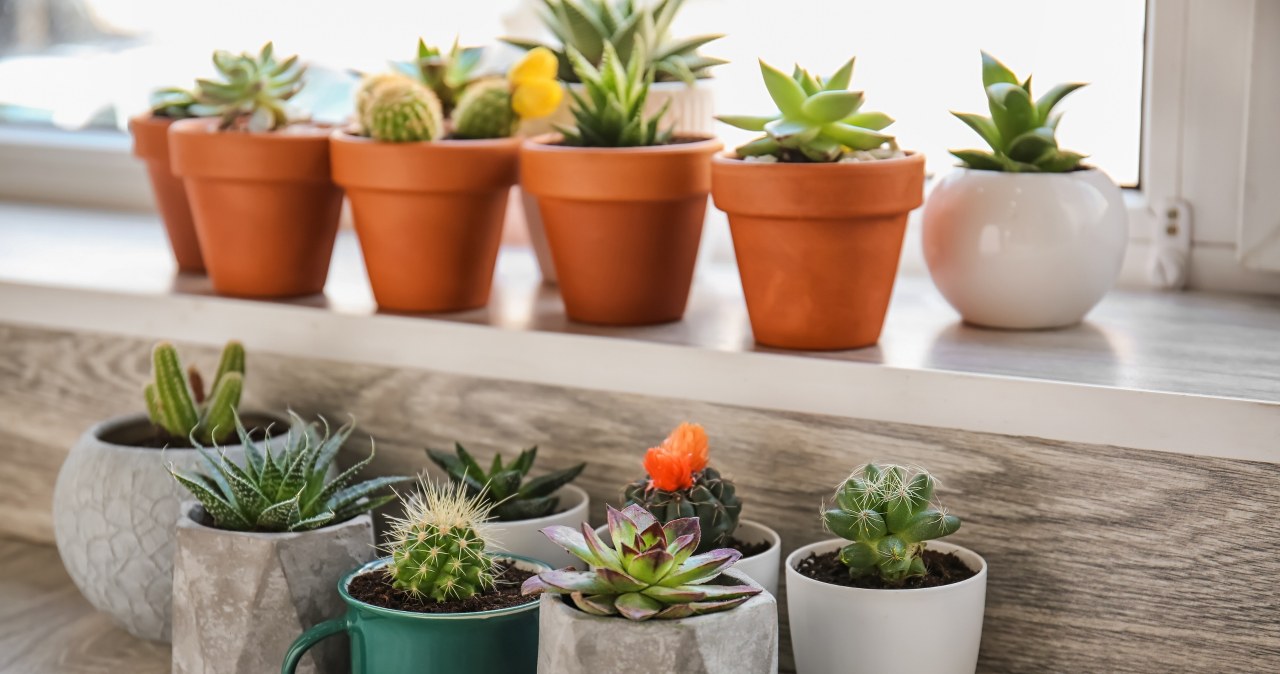 Cacti may contribute to quarrels between household members /123RF/PICSEL