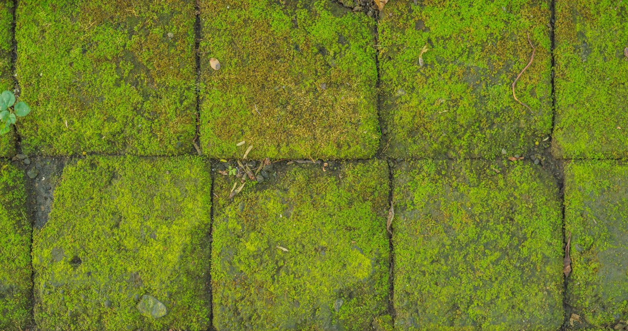Moss loves acidic soil /123RF/PICSEL