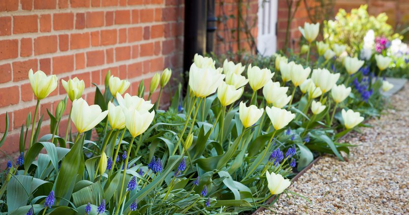 Thanks to proper care after planting, tulips will bloom beautifully in spring /123RF/PICSEL