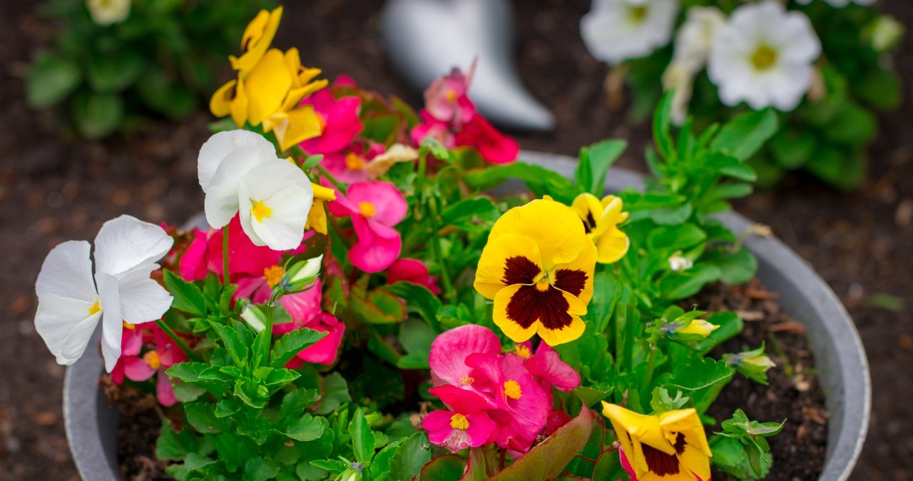 We can fertilize pansies with yeast. Thanks to this, they will be in great condition /123RF/PICSEL