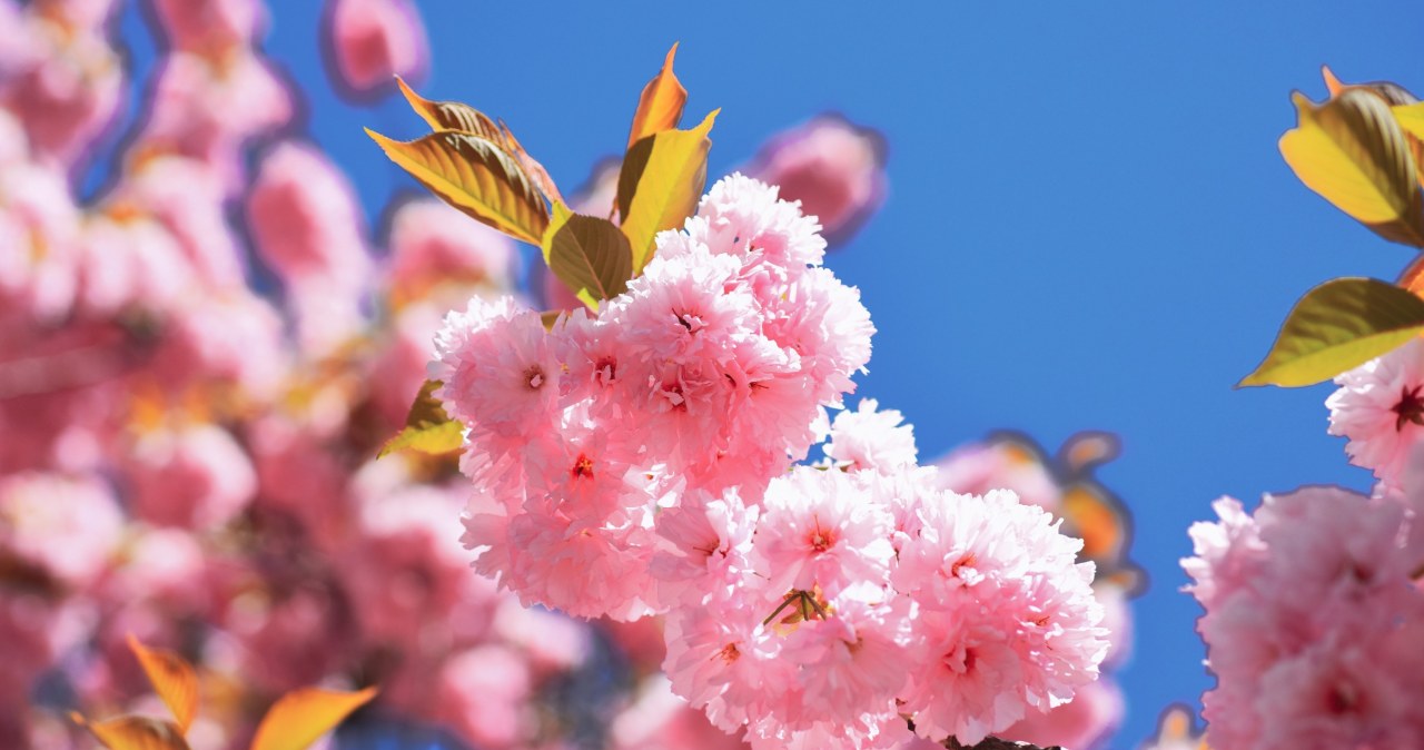 If a cherry branch blooms by Christmas, you can count on luck in love /123RF/PICSEL
