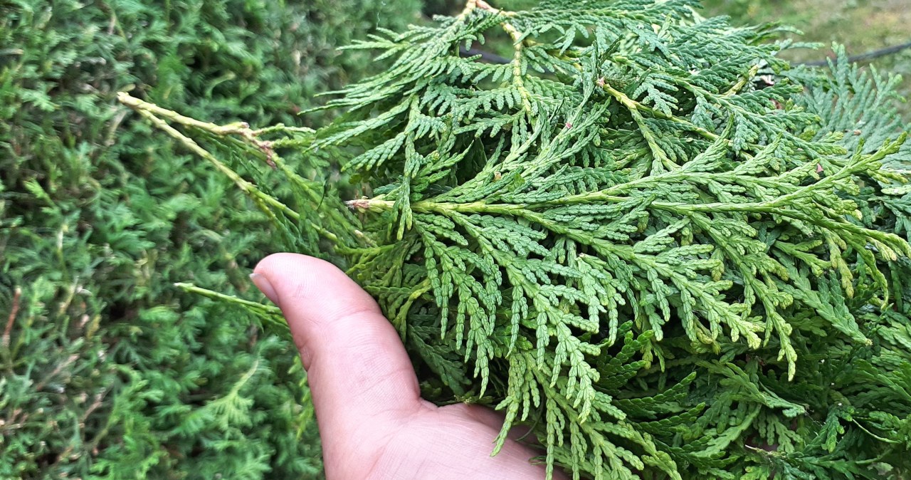 The problem of physiological drought may concern, among others: tui / PIXSELL /Pixabay.com