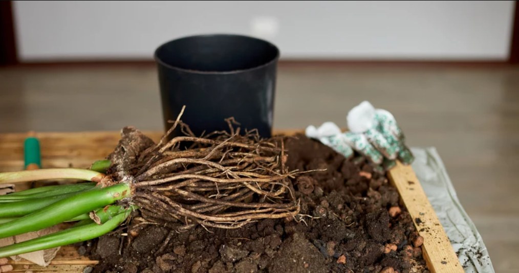 Bad soil will lead to the rotting of zamioculcas /123rf.com