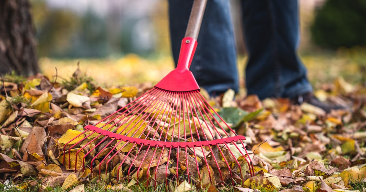 Before winter, it is necessary to rake the leaves from the lawn. /123RF/PICSEL