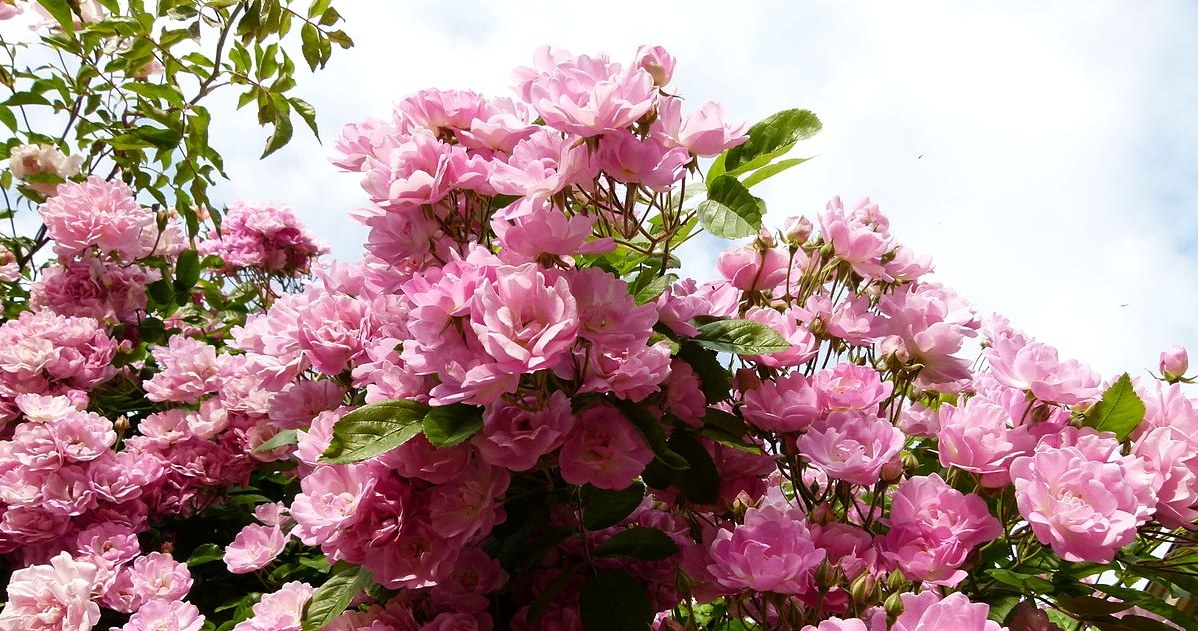 If we take proper care of the roses in the garden in autumn, they will bloom profusely in spring. /Dinkum /Wikimedia