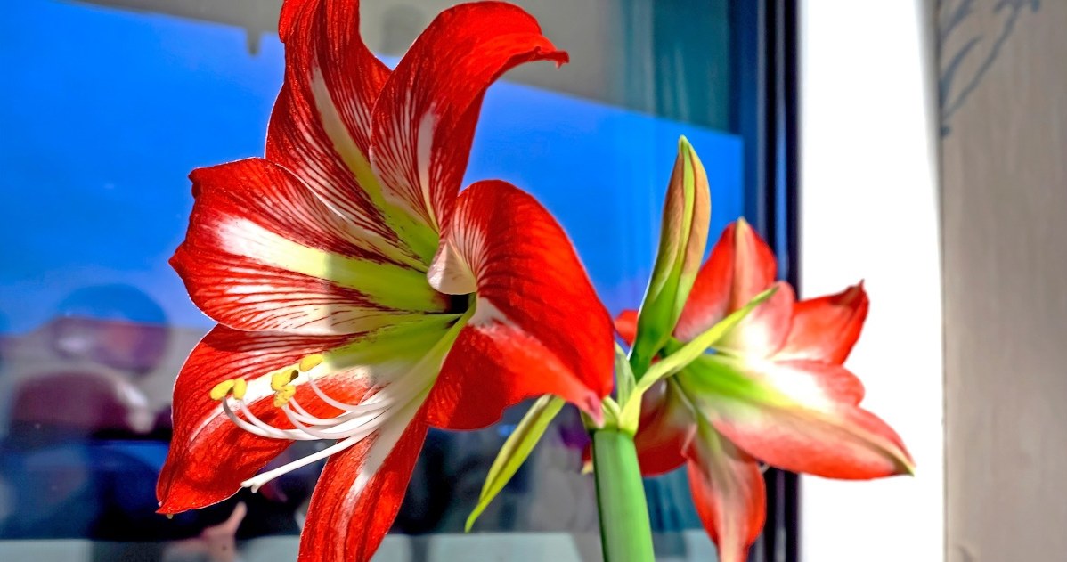 Amaryllis can be a beautiful Christmas decoration if we take proper care of it