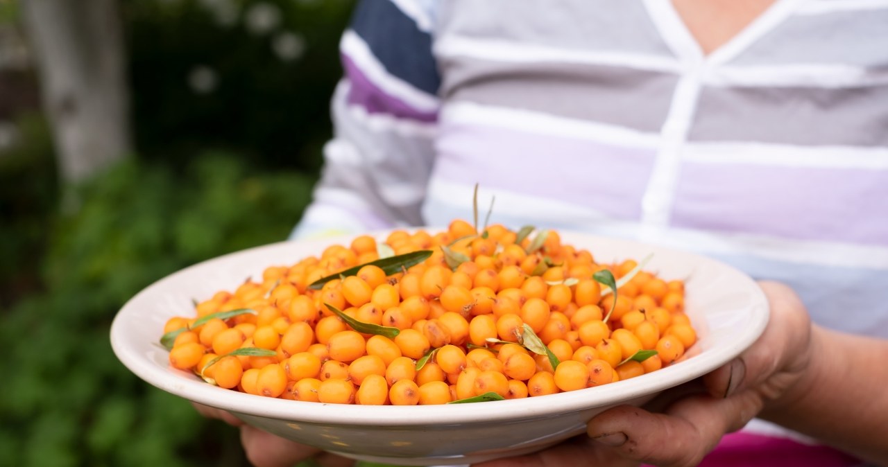 Sea buckthorn fruit, even when stored raw, frozen or dried, does not lose much of its nutritional value /123RF/PICSEL