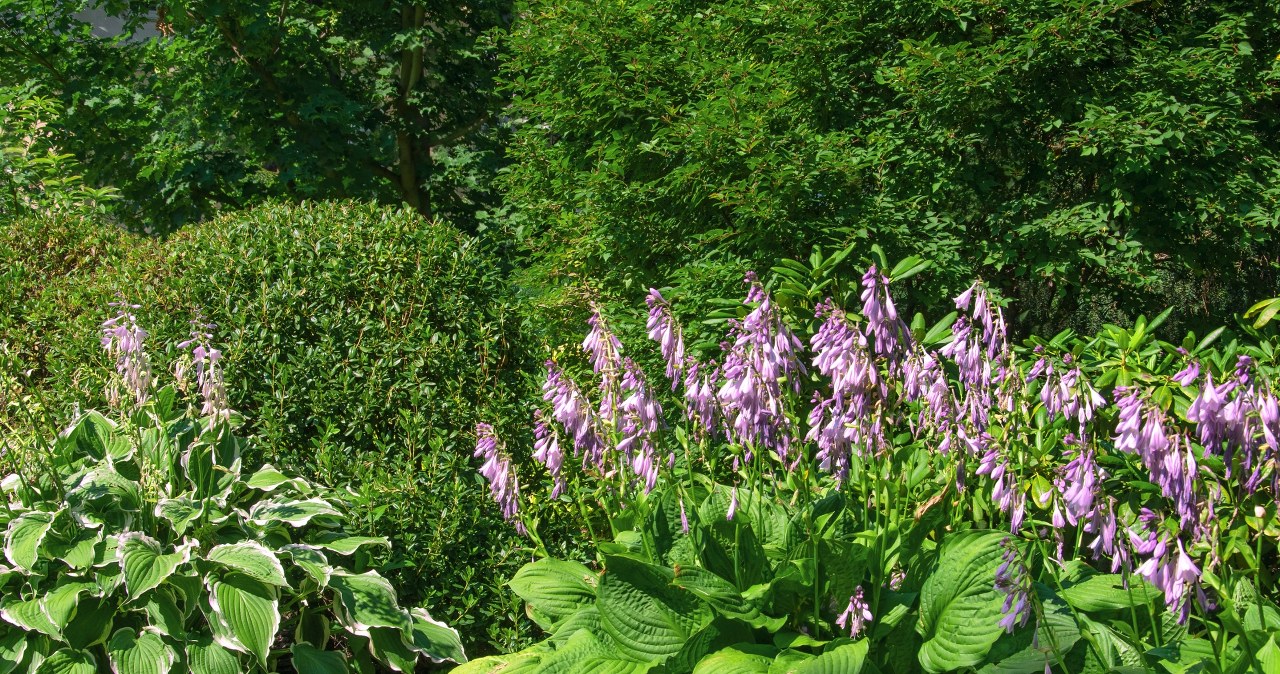 Siebold's funkia will decorate your garden with beautiful flowers in spring /Pixel