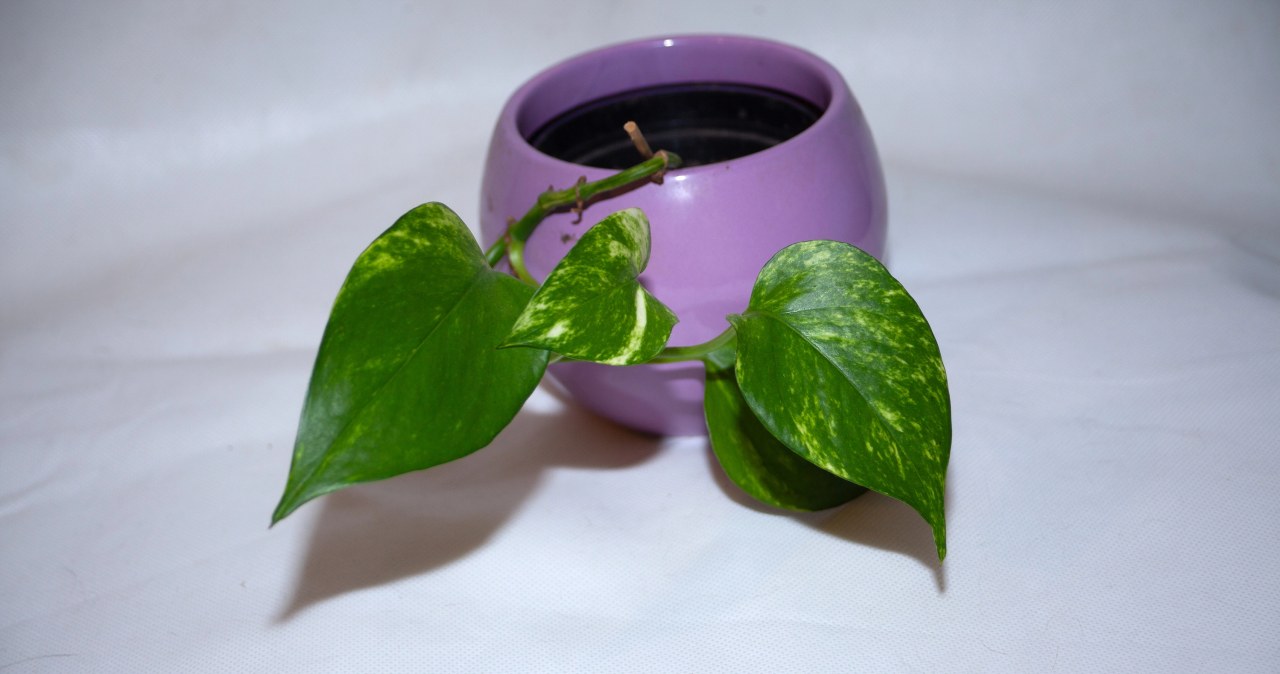 Epipremnum grows easily and quickly. Additionally, this plant is easy to transplant and take root /East News