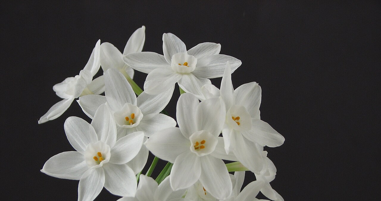 Christmas narcissus smells like gingerbread and delights the eyes with beautiful white flowers